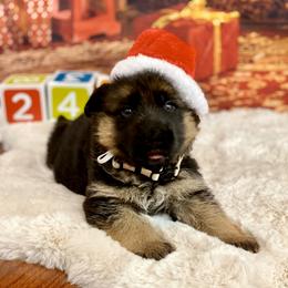 German Shepherd Puppies from Broward Shepherds