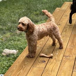 Junior - Cockapoo