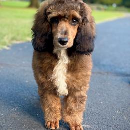 Cavalier King Charles Spaniel, Cavapoo, and Poodle Puppies from Red Skye Puppies
