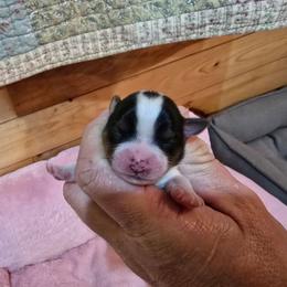 Girl 1 - Parti female Yorkshire Terrier puppy in Mountain Grove, Missouri from Precious Puppies