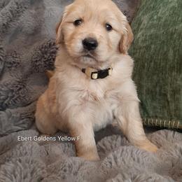 Yellow collar - Golden female Golden Retriever puppy in Saint Helens, Oregon from Ebert Golden Retrievers & Pugs
