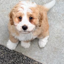 Buzz - Yellow and white male Bernedoodle puppy in Lincoln, Nebraska from GRand Doodles