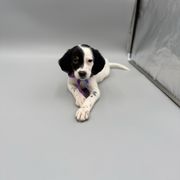 Claire - Blue belton and tan (tri-color) female English Setter puppy in Lake Tomahawk, Ohio from StoneyBrook Setters
