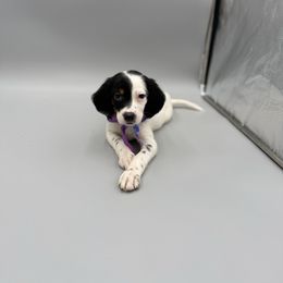 Claire - Blue belton and tan (tri-color) female English Setter puppy in Lake Tomahawk, Ohio from StoneyBrook Setters