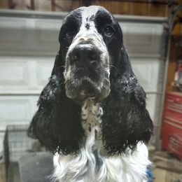 Eli - English Springer Spaniel