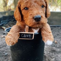 Goldendoodle Puppies from BasilBella’s Doodles