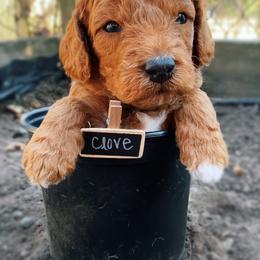 Goldendoodle Puppies from BasilBella’s Doodles