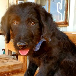Boy 5 - Black Labradoodle puppy in Roswell, New Mexico from Sunny Day Sidekicks