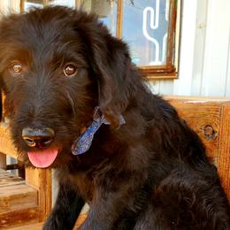 Boy 5 - Black Labradoodle puppy in Roswell, New Mexico from Sunny Day Sidekicks