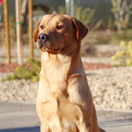 Whiskey - Labrador Retriever