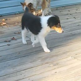 Collie Puppies from Whites Collies