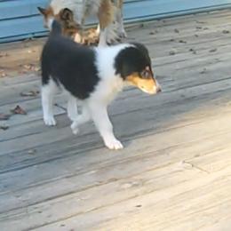 Collie Puppies from Whites Collies