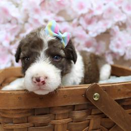 Scottie - Sable female Bordoodle puppy in Ashland, Ohio from Cherry Blossom Doodles