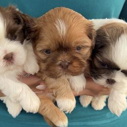 Shih Tzu Puppies from Kaselyn’s puppies