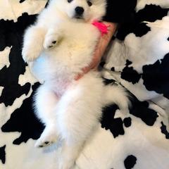 American Eskimo Dog Puppies from Tribe of Aryelle