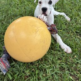 Aegean ( Aggie) - White female Boxer puppy in Grand Island, Florida from Seas The Day