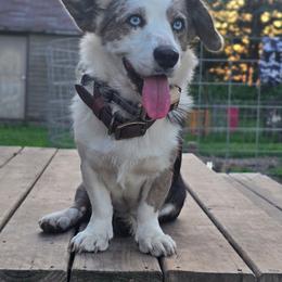 Cardigan Welsh Corgi puppies from Savages Low riders