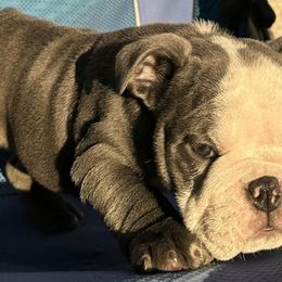 Bulldogs from Argos Bully Family