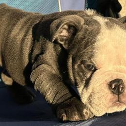 Bulldogs from Argos Bully Family