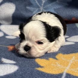 Max - Black and white male Shih Tzu puppy in Sharon, Pennsylvania from Keystone Danes and Shih tzus