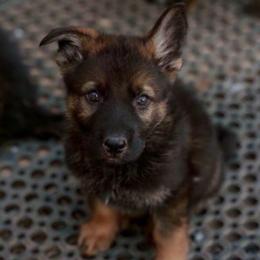 Dr. Pepper - Sable male German Shepherd puppy in Dacula, Georgia from FuryHaus German Shepherds