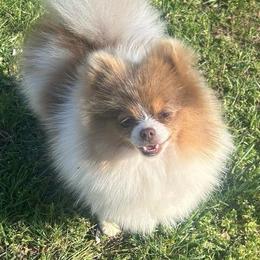 Wisteria - Lavender Tri Parti - Lavender female Pomeranian puppy in Buck Valley, Pennsylvania from Buck Valley Pomeranians