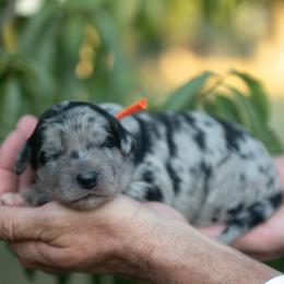 Willow - Blue merle female Bordoodle puppy in Conway, Missouri from 2J 2K Bordoodles