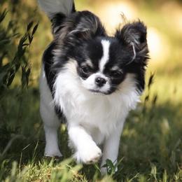 Chihuahua and Cocker Spaniel All Grown Up from Keto Kennels