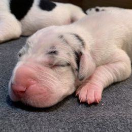 Great Dane Puppies from Charlie Plaza's Great Danes