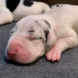 Great Dane Puppies from Charlie Plaza's Great Danes