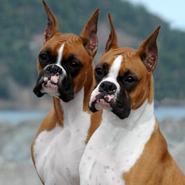 Boxers from Ripn T Boxers