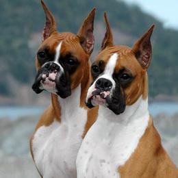 Boxers from Ripn T Boxers