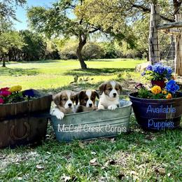 Pembroke Welsh Corgi Puppies from McCall Creek Corgis
