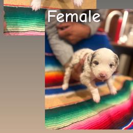 RMMF-1 - Red merle female Miniature Australian Shepherd puppy in Chino Valley, Arizona from Perkins Mini/Toy Aussies