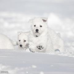 Green boy - White male Berger Blanc Suisse puppy in Chestnut, Illinois from Fireside Fernweh