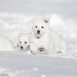 Green boy - White male Berger Blanc Suisse puppy in Chestnut, Illinois from Fireside Fernweh