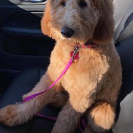Goldendoodle Puppies from Kzoo Goldendoodles