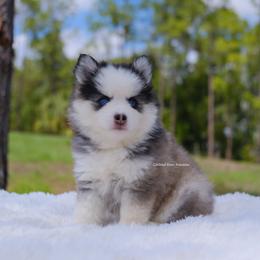Sylvie - Gray and white female Pomsky puppy in Loxahatchee, Florida from Cardinal Point Pomskies