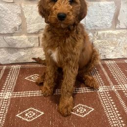 Double Doodle, Goldendoodle, and Labradoodle Puppies from Godley Doodles Of Texas