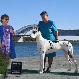 Cardigan Welsh Corgi and Great Dane All Grown Up from McOwen Kennels