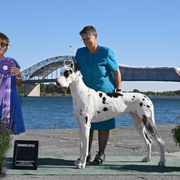 Cardigan Welsh Corgi and Great Dane All Grown Up from McOwen Kennels