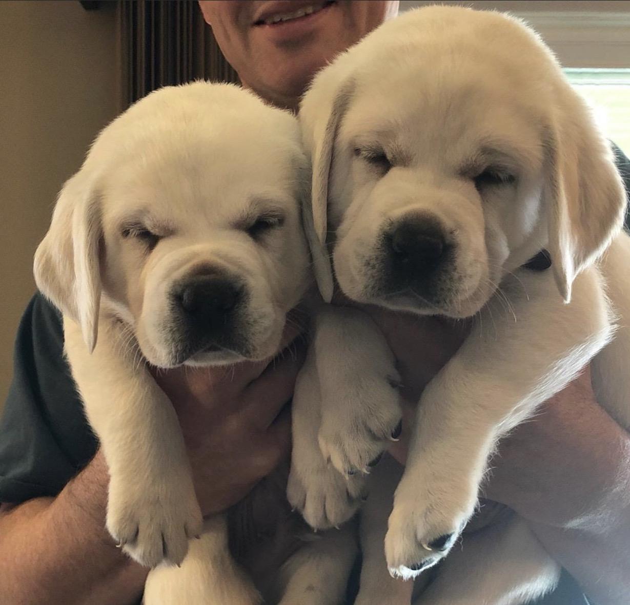 Luxe Labradors in Minnesota | Labrador Retriever puppies | Good Dog