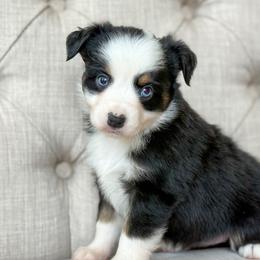 Pacific 🌊 - Black tri female Miniature Australian Shepherd puppy in Granbury, Texas from Triple Cross Doodles
