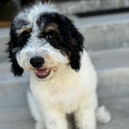 Padme - Tri-color female Bernedoodle puppy in Salem, Utah from Doodle Doodle Dogs