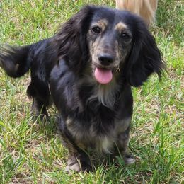 Daphne - Dachshund