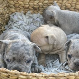 French Bulldogs from Impecable Kennals