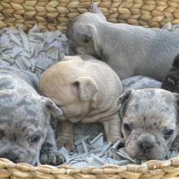 French Bulldogs from Impecable Kennals