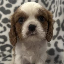 Cavalier King Charles Spaniels from Twisted Creek Canines