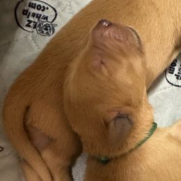 Boy 3 - Golden Retriever puppy from Triple J Goldens, LLC