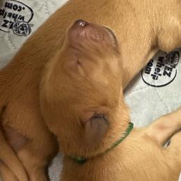 Boy 3 - Golden Retriever puppy from Triple J Goldens, LLC